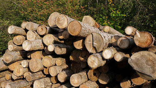 Pile of felled tree trunks. Lumber industry in Ontario, Canada. 4K.