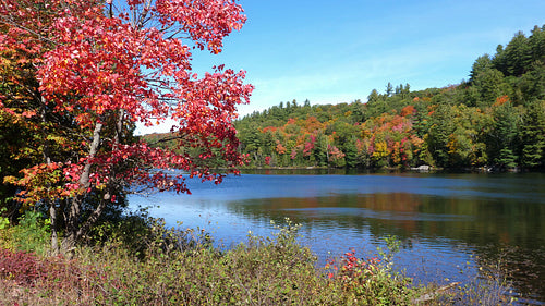 Beautiful freshwater lake with bright autumn colours. Haliburton, Ontario. 4K.