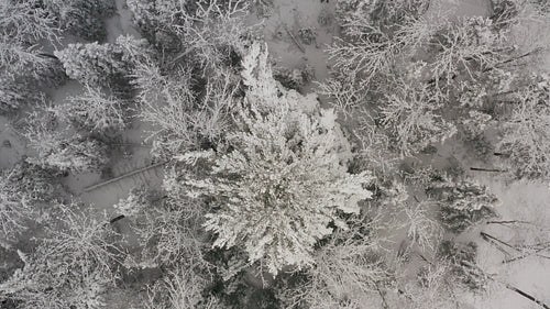 Snow covered pine tree. Circling birdseye drone shot. Ontario, Canada. 4K.