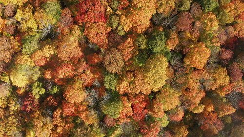 Birdseye drone flight over autumn forest with brilliant colours. 4K.
