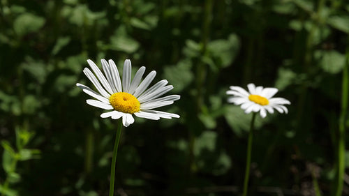 Beautiful daisy. Half-speed 4K clip with shallow DOF. Ontario, Canada. 4K.