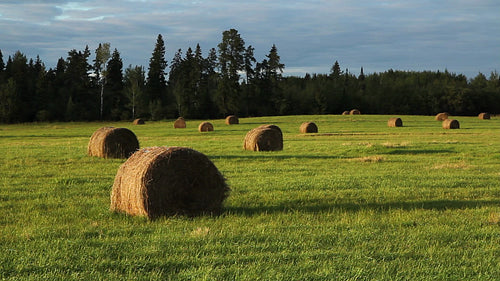 Haybales at sunset in a field in Ontario, Canada. HD.