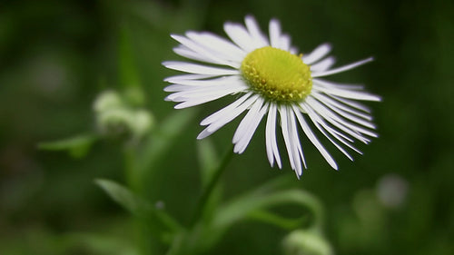 Delicate daisy with thin white petals. HDV footage. HD.