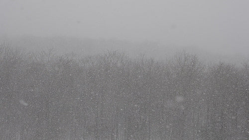 Beautiful slow motion winter scene. Forest during snowstorm. HD.
