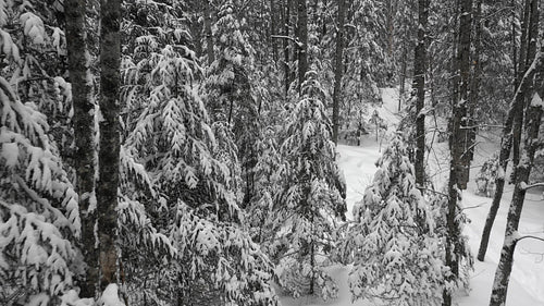 Slow winter drone flight through snow covered trees. Ontario, Canada. 4K.