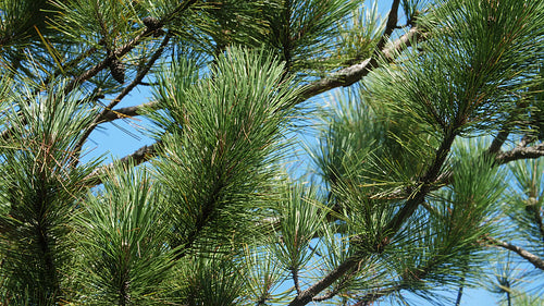 Detail of needles on green pine tree. Blue sky background. 4K.