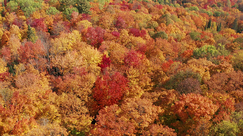 Drone flight over vibrant, golden autumn forest. Ontario, Canada. 4K.