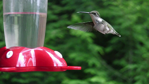 Hummingbird at the feeder. Forest background. HDV footage. HD.