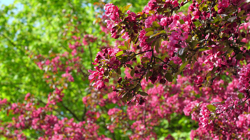 Beautiful spring blossom. Pink fuchsia flowers and green, leafy background. 4K.