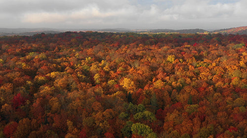 Beautiful autumn landscape. Drone flight over forest. Ontario, Canada. 4K.