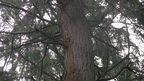 Downpour with trunk of cedar tree. Good rain sound. HDV footage. HD.