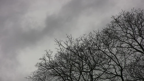 Baree winter trees in the wind with grey clouds. Room for text. HD video.