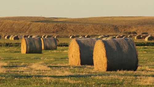 Hay bales in a field. Saskatchewan, Canada. HD.