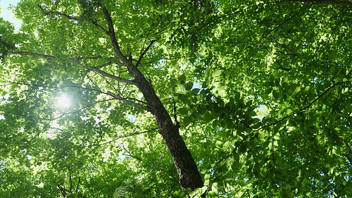 Beautiful green summer trees with sun shining through leaves. 4K.