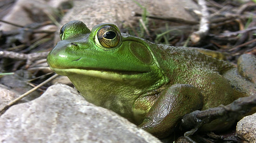 Big green frog with beautiful eyes looks at the camera. Macro shot. HDV footage. HD.