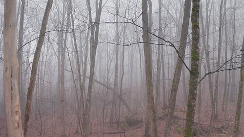 Slow dolly push into mysterious, misty forest. Late fall. 4K.