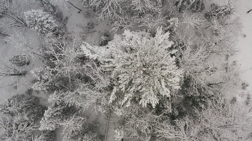 Snow covered pine tree. Slow descending birdseye shot. Ontario, Canada. 4K.