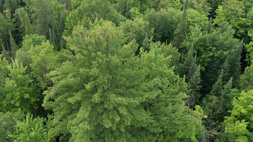 Drone aerial. Circling large Eastern White Pine. Summer in Ontario, Canada. 4K.