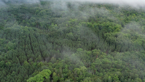 Drone aerial over forest plantation with low clouds. Ontario. 4K.