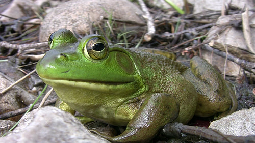 Big green frog with beautiful eyes looks at the camera. Detail. HDV footage. HD.