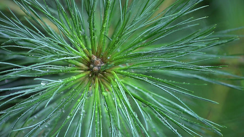 Pine needles detal. Wet sprig after the rain. HDV footage. HD.