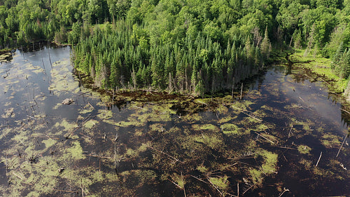 Drone aerial over Ontario summer wetlands. Circling lake and shore. 4K.