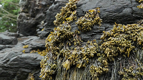 Seaweed. Mispec Bay, New Brunswick, Canada. HD.