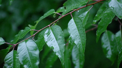 Rain on leaves during thunderstorm. Detail. Rural Ontario, Canada. HDV footage. HD.