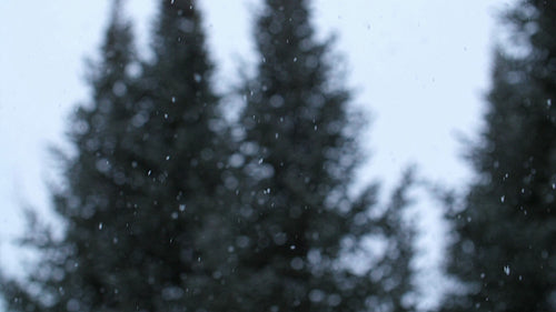 Slow motion winter snow. Evergreen tree background. Ontario, Canada. HD.