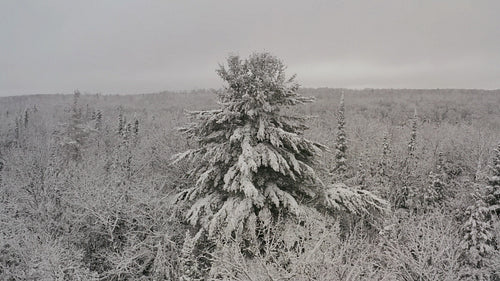 Drone circling large snow covered conifer. 4K.