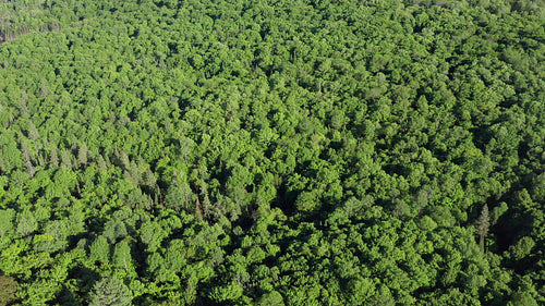Birdseye drone flight circling summer forest. Ontario, Canada. 4K.