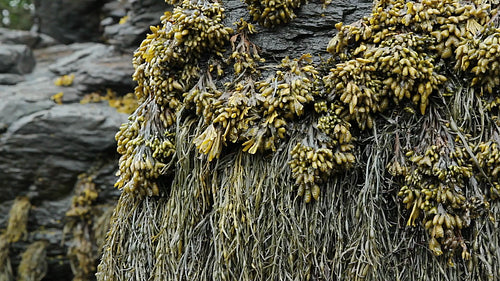 Seaweed. Closeup. Mispec Bay, New Brunswick, Canada. HD.